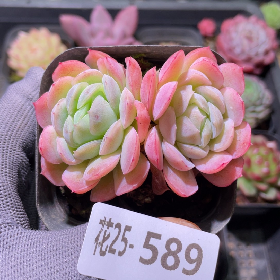 花利美25-589贝瑞