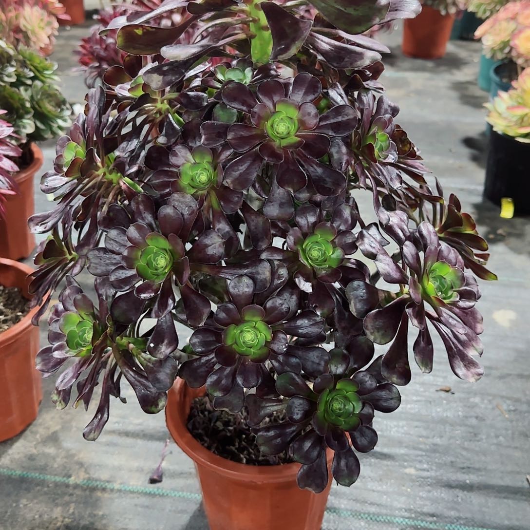 红酒杯法师多肉植物685