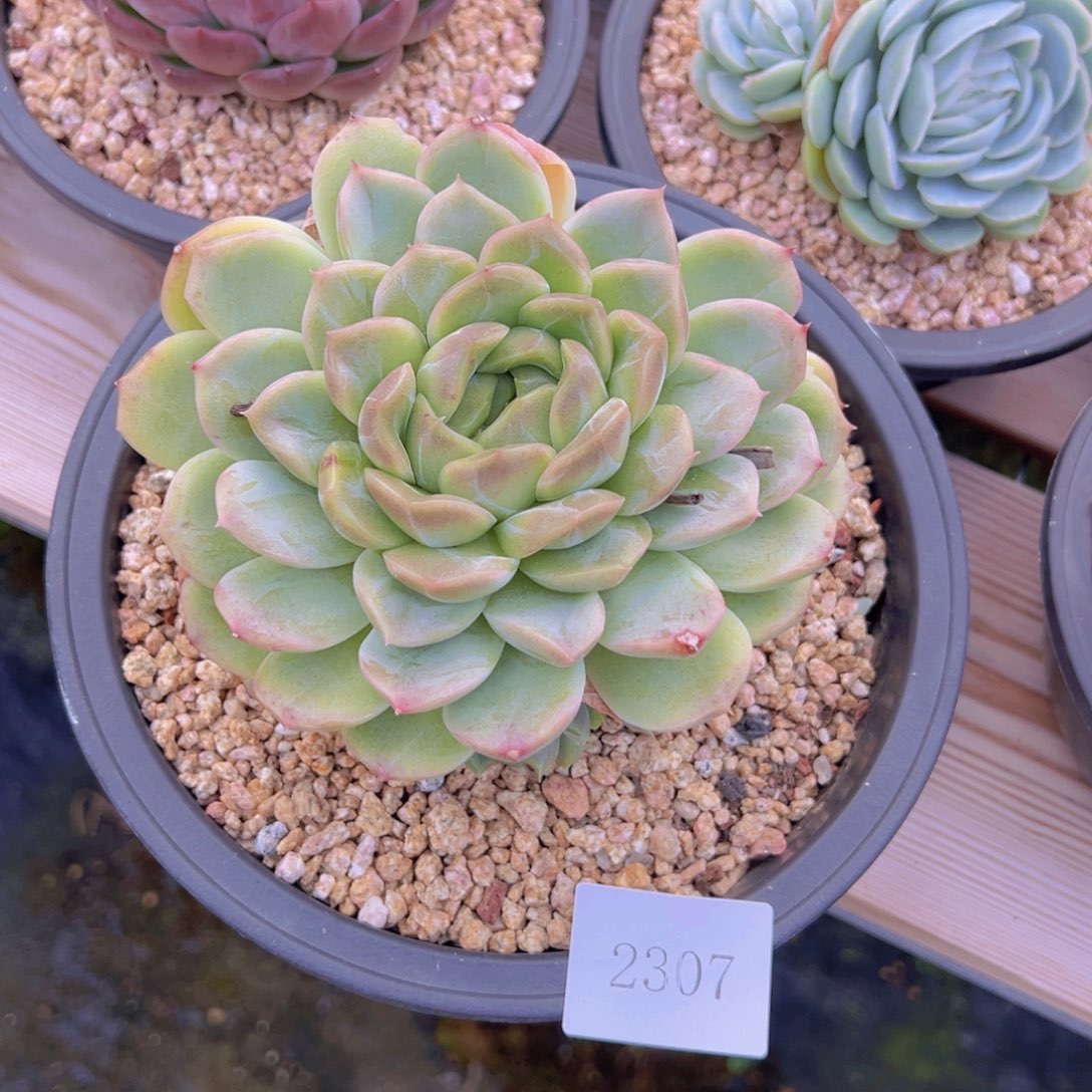 意****发2307肉肉肉肉肉肉