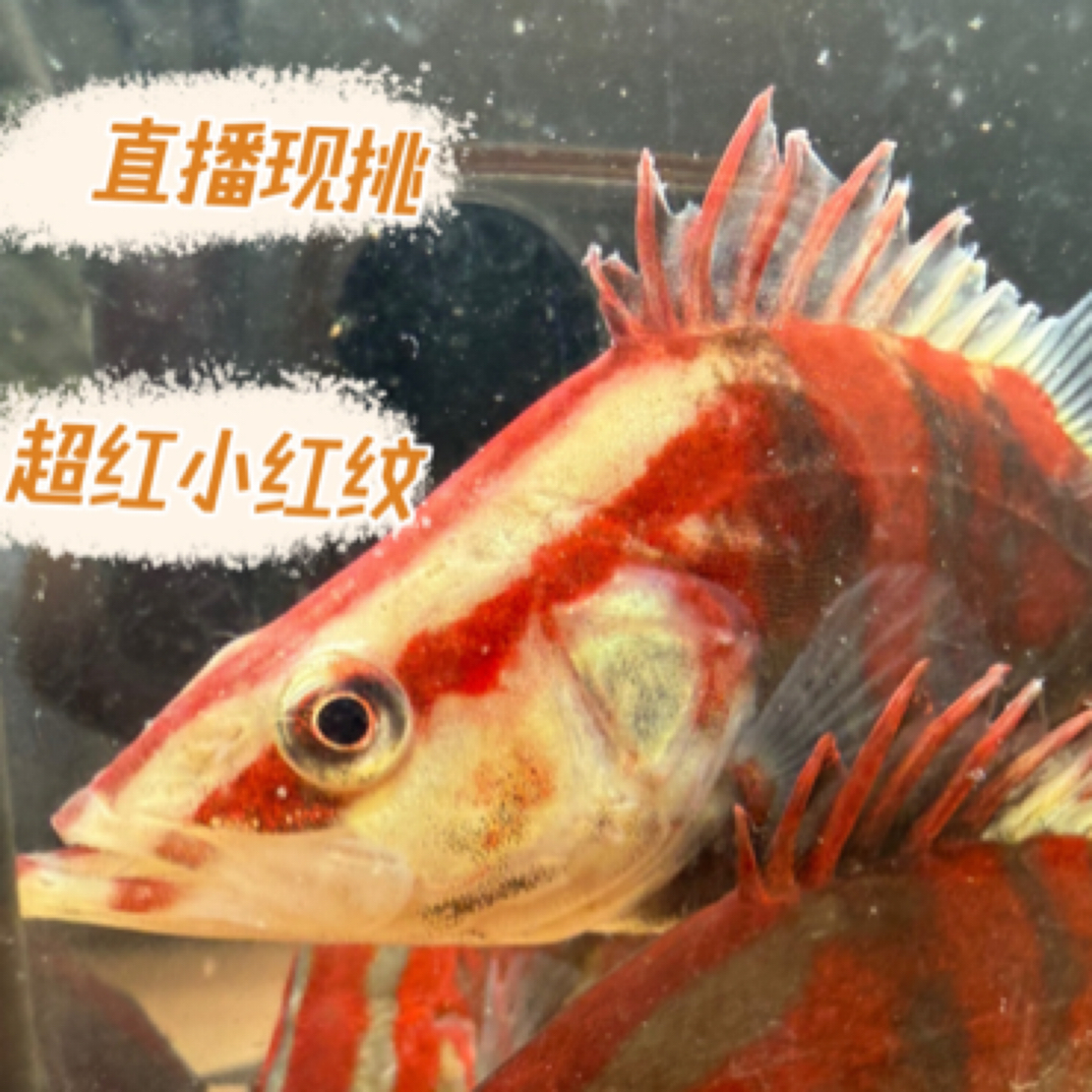 红纹鳜饲料鳜鱼红纹可吃小鱼观赏鱼冷水凶猛宠物鱼适合水族养殖