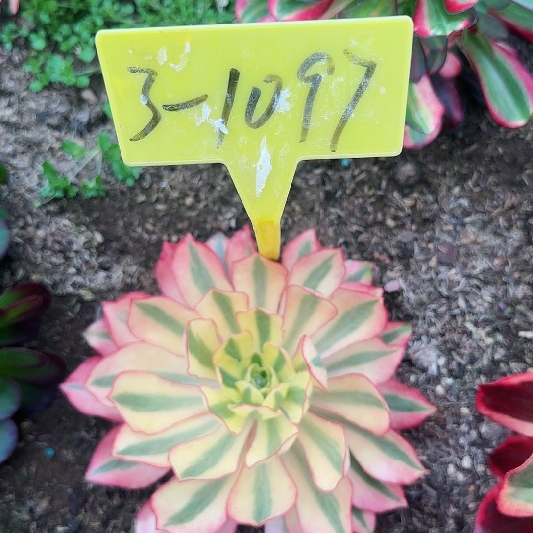 3-1097---多头多肉植物