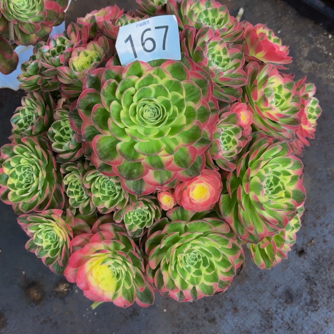 流***叶167多肉植物海鲜特价