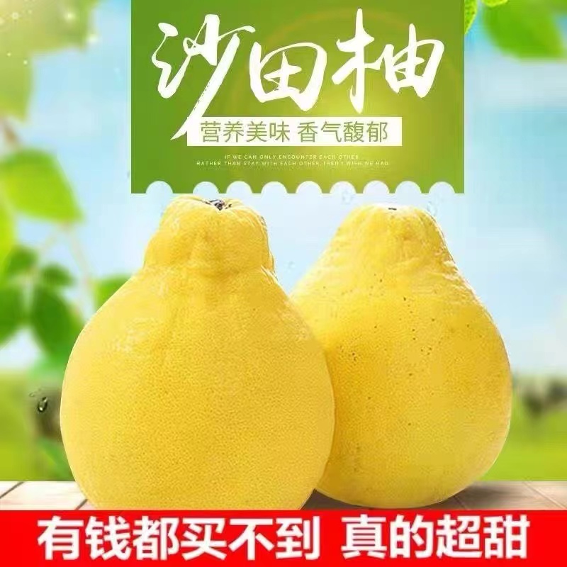 广西容县正宗沙田柚（标准果微花）袋装自己吃