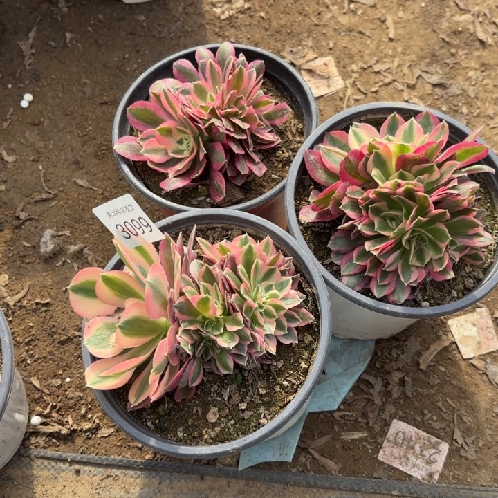 3颗多肉法师3099