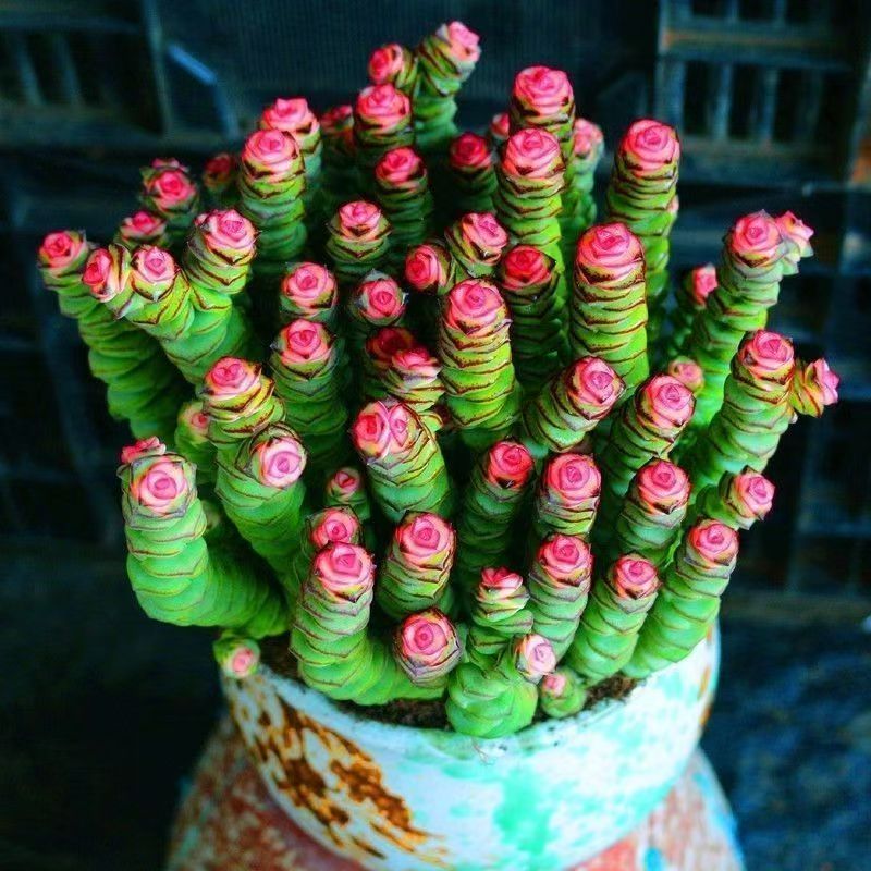  下单包邮 红心钱串彩色稀有钱串锦多肉植物爆盆阳台绿植肉肉夏天