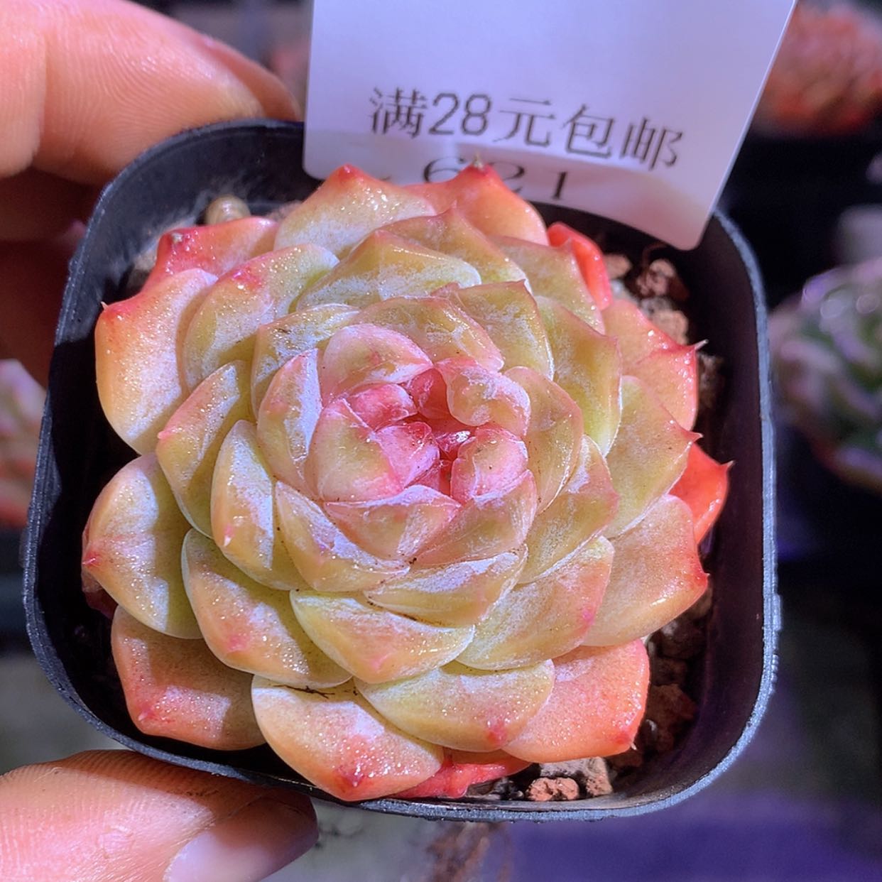 【闪购商品】云621