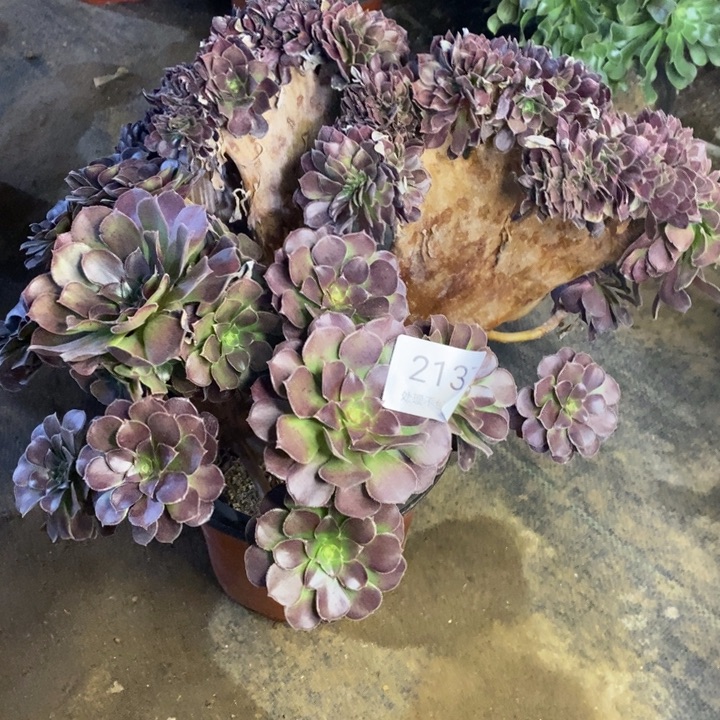 荷兰玫瑰多肉断头不包2137