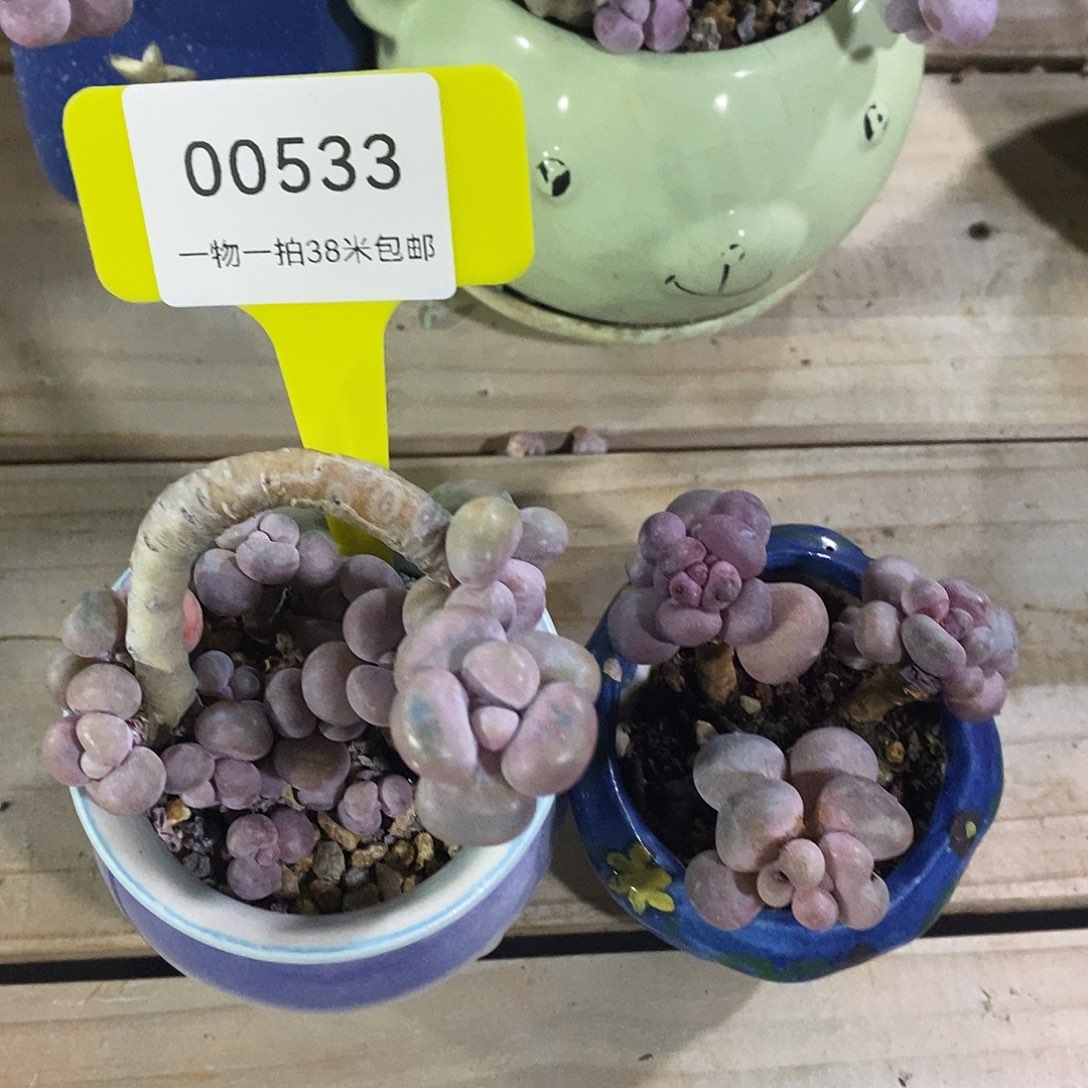 00533波预告托么魔芋我