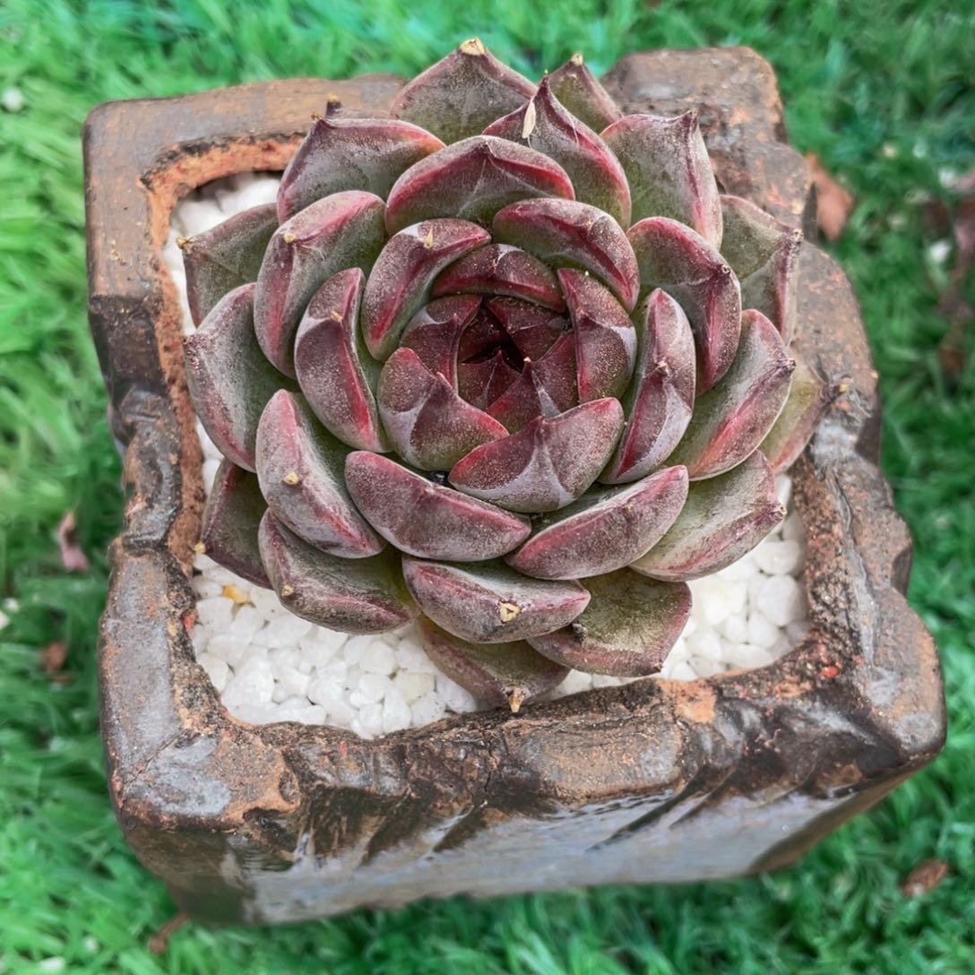 多肉植物盆栽多肉
