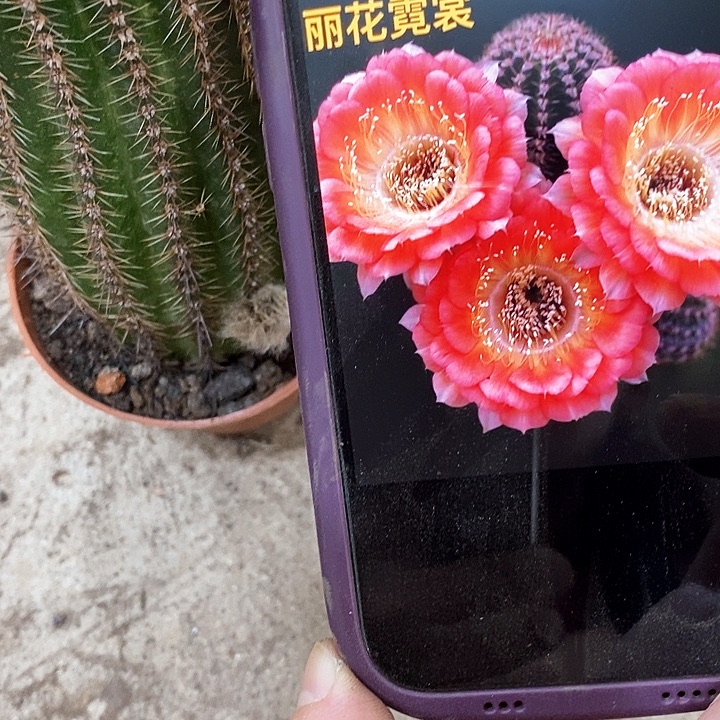 尼桑仙人球下｛yioopp