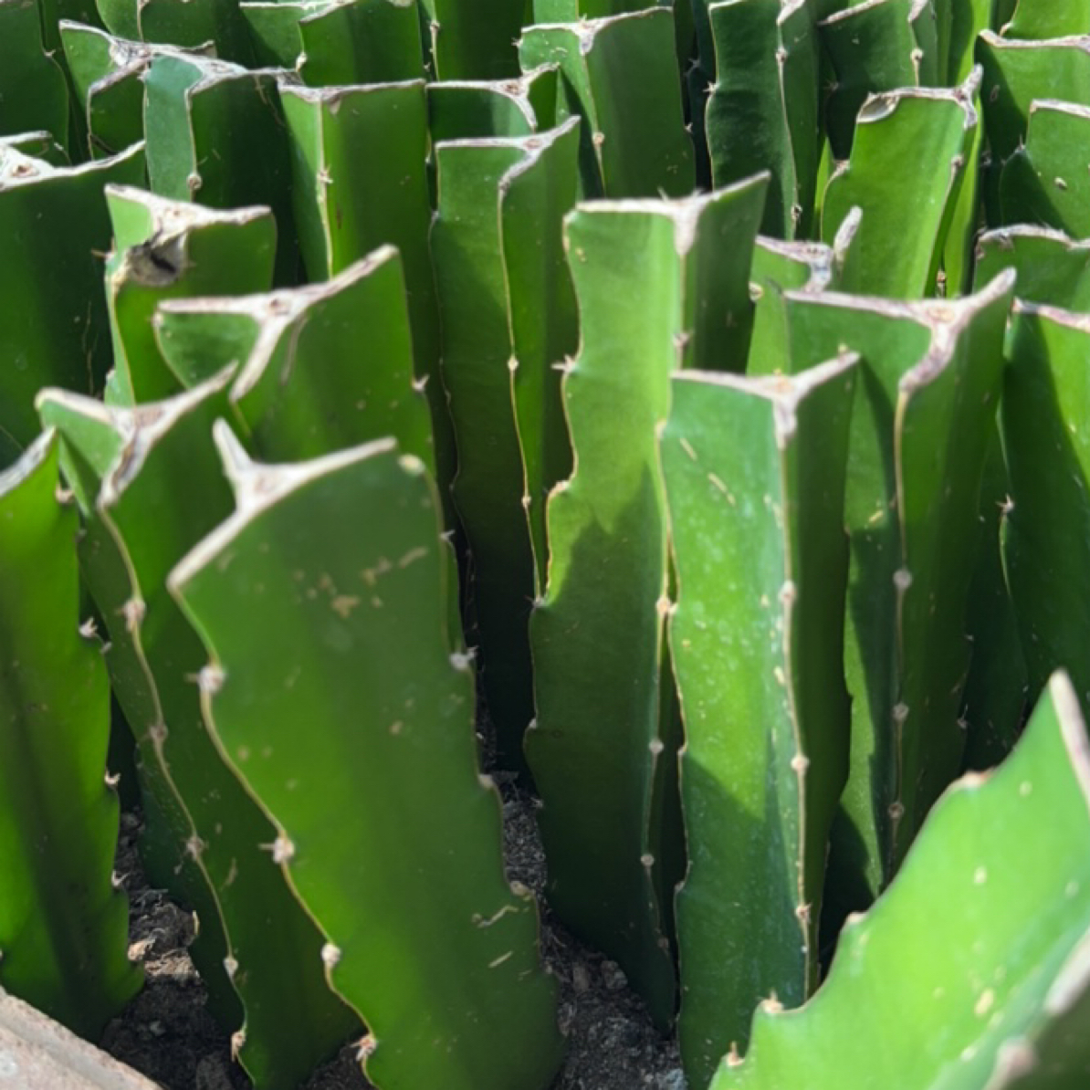 纯野三角砧木带根 地栽现拔 （高20～25cm、宽4公分左右）