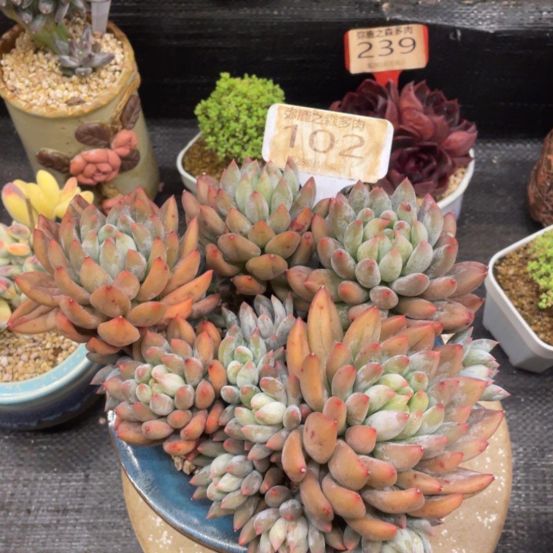 飘***摇弥鹿之森一物一拍