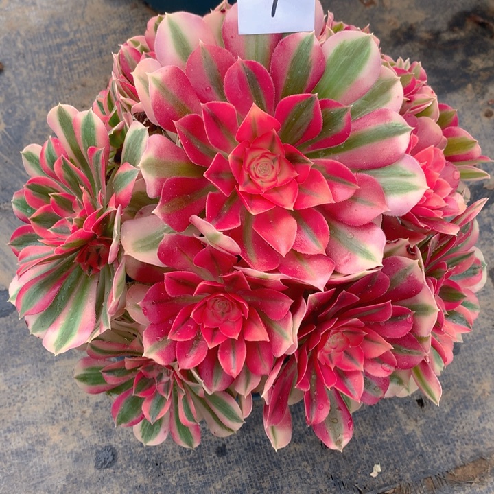 1粉女巫精品法师多肉