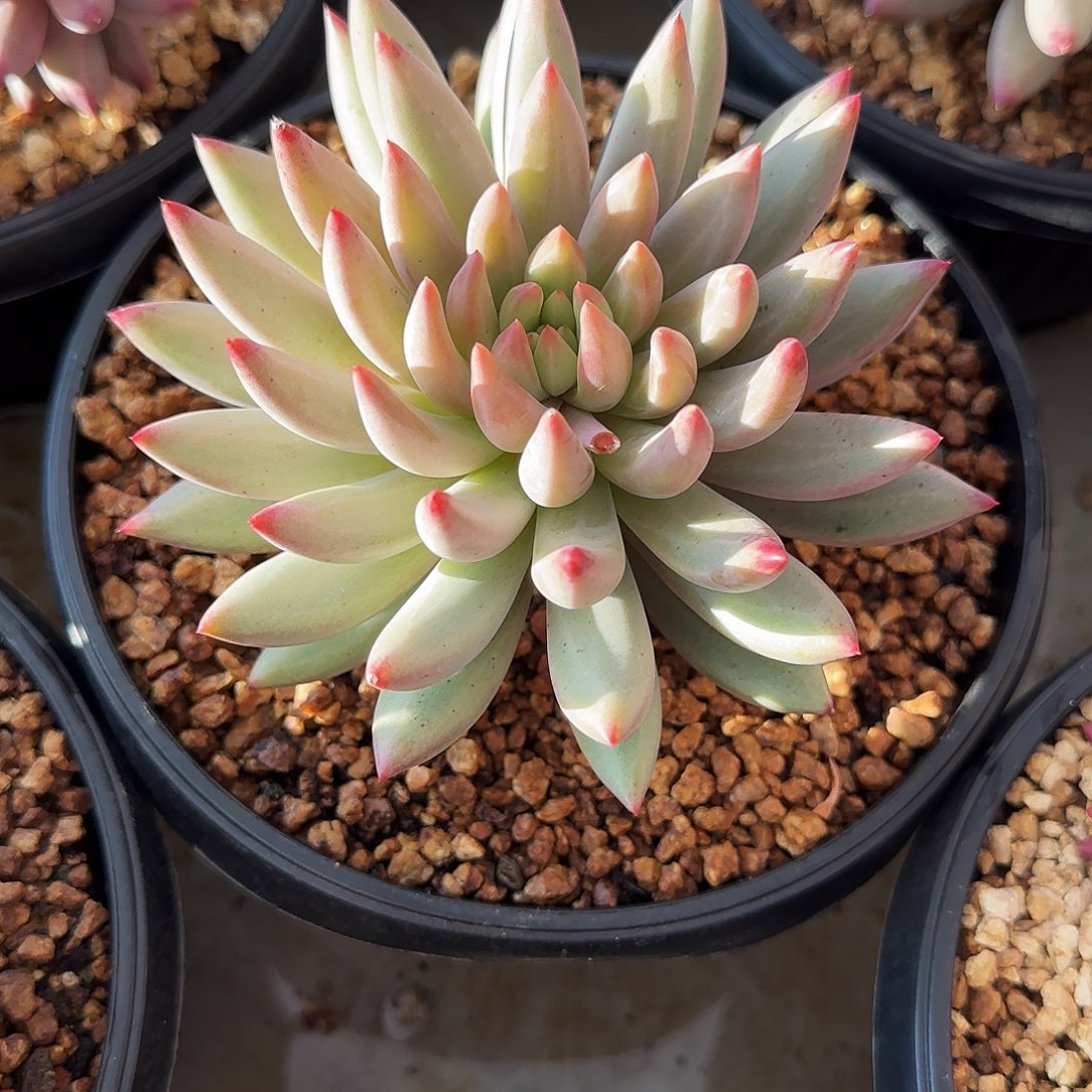 单头多肉植物多肉