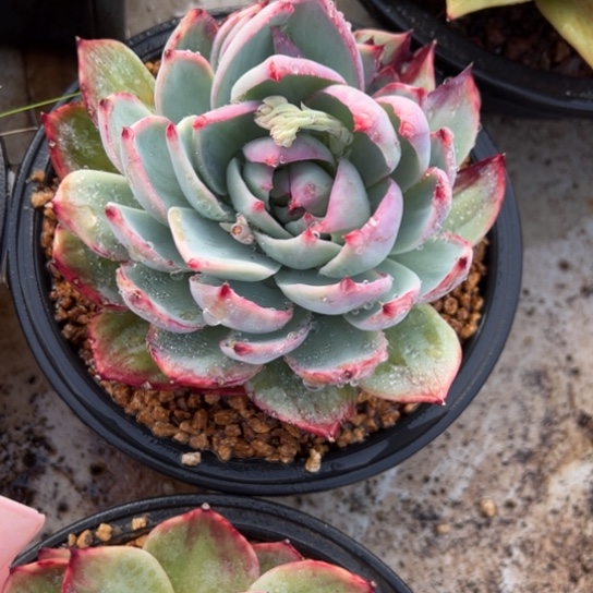 拾*⁻惊鸿仙子 夏鸣园艺