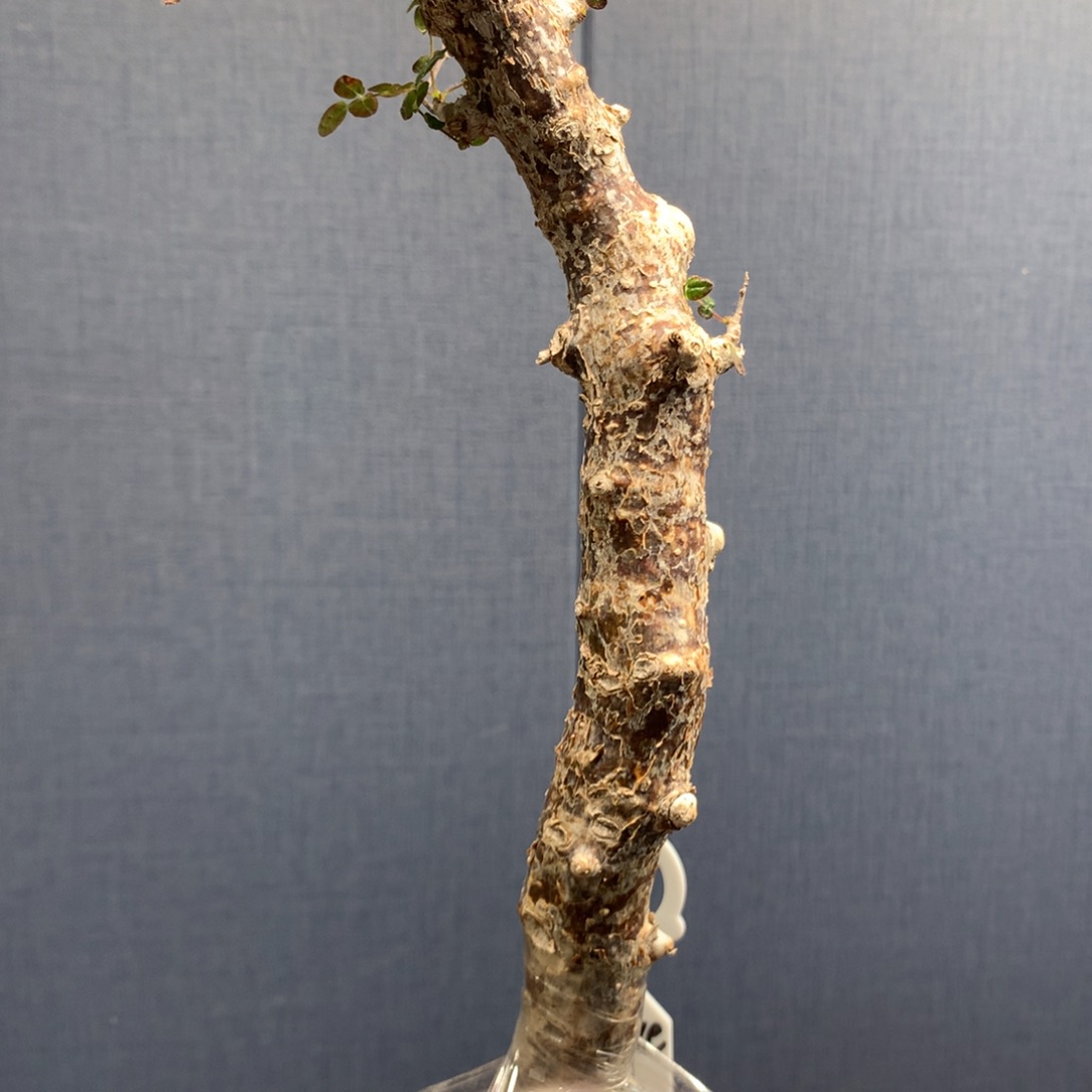 滔天橄榄产地熟桩