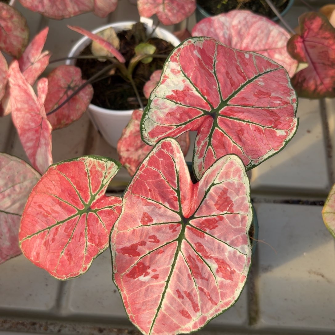 雅哈哈泰国80-1225