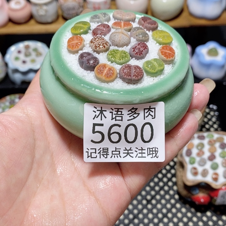 带盆土植物 一物一拍5600