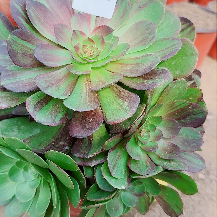 花月夜万圣节289