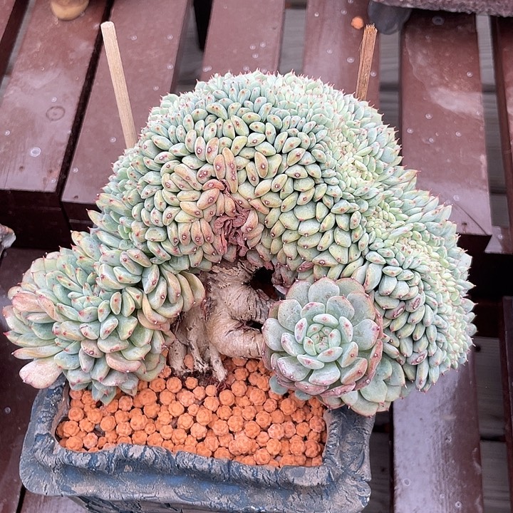 白胖子多肉植物缀化