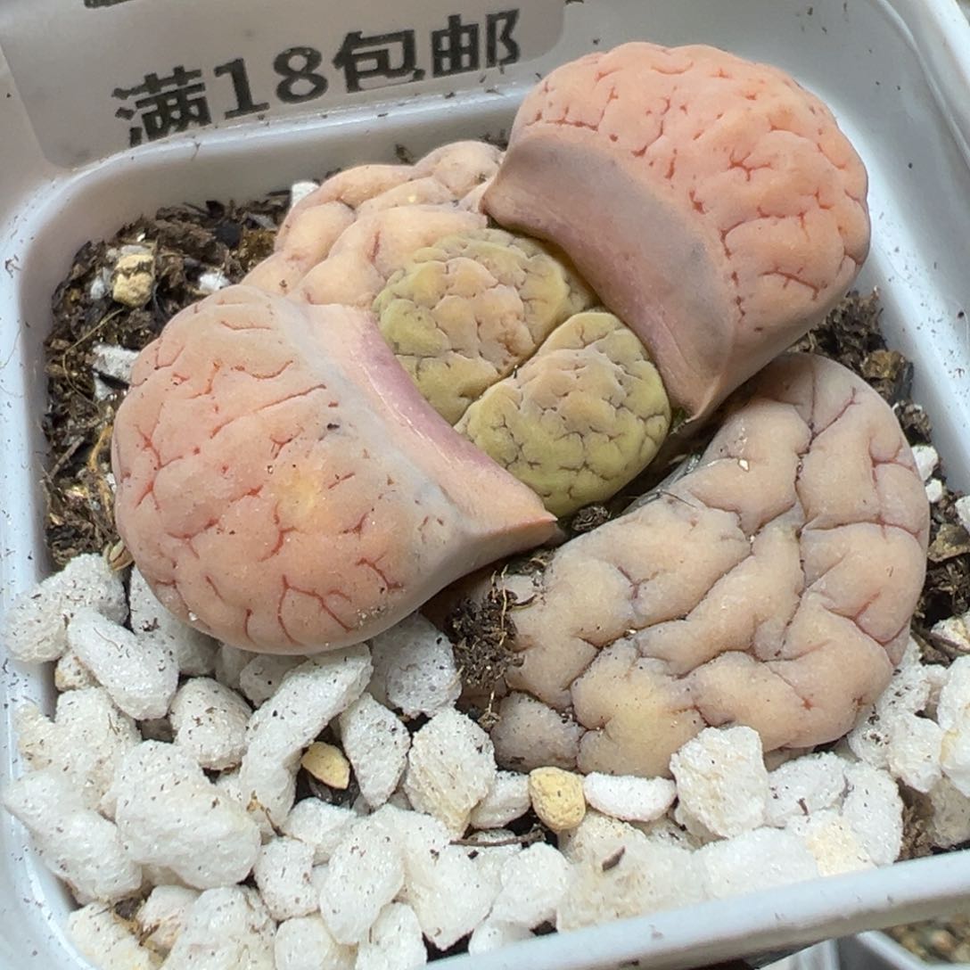 【闪购商品】 310。          