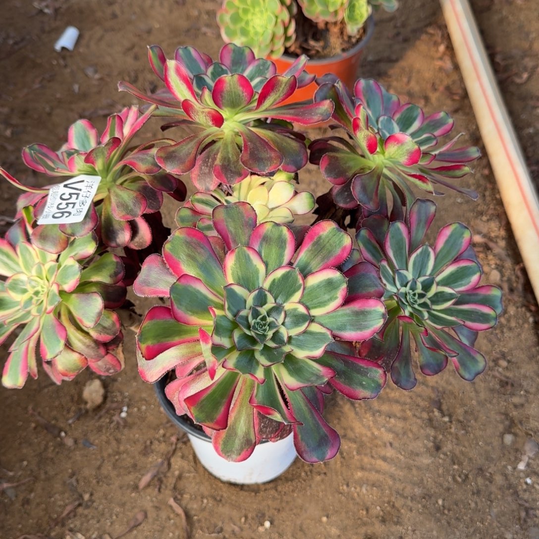 556冰激凌官服22左右2