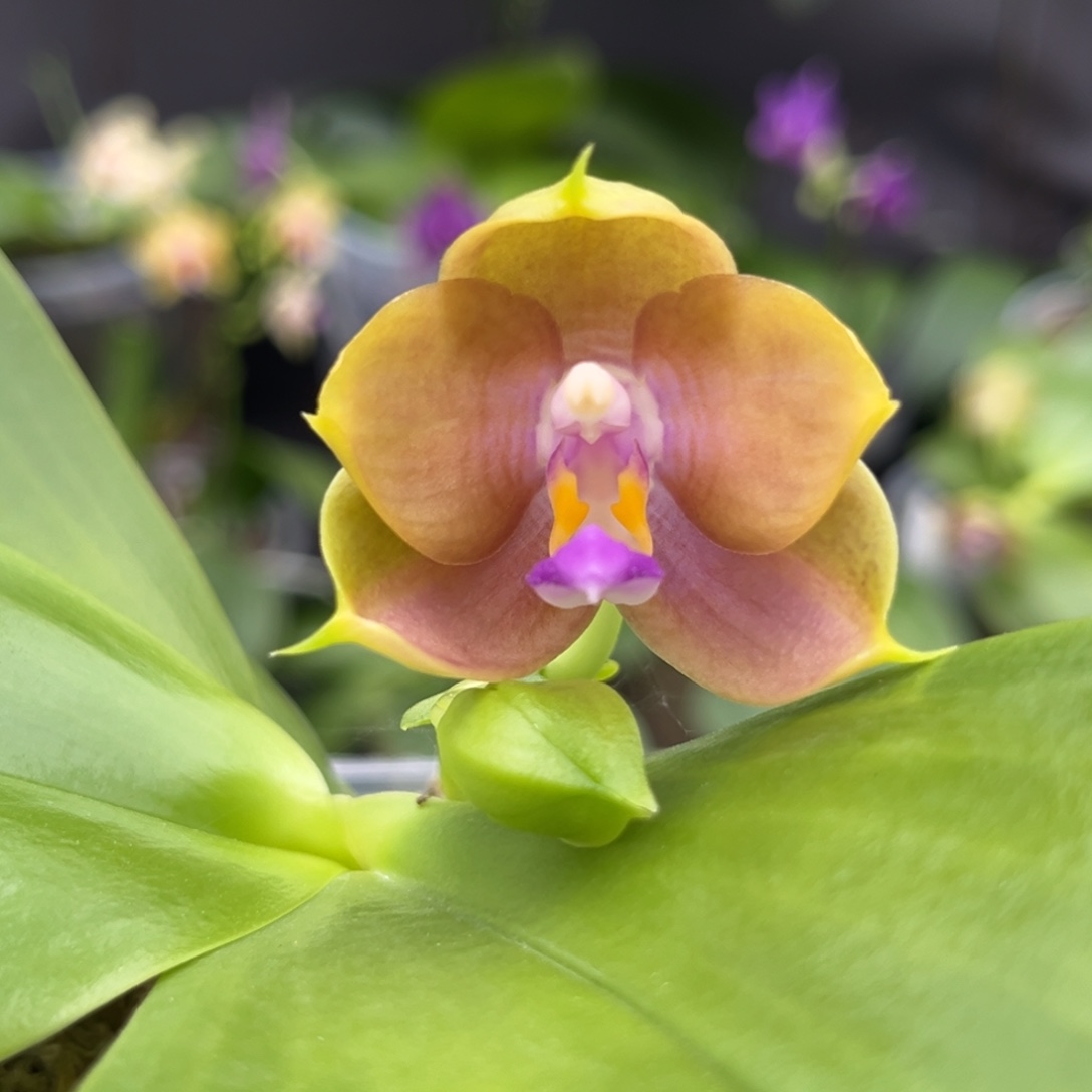 完全开放3.5寸bt216