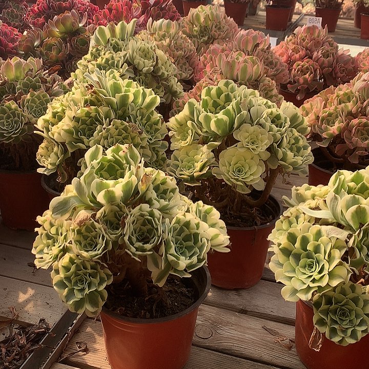 绿豆沙多肉法师锦