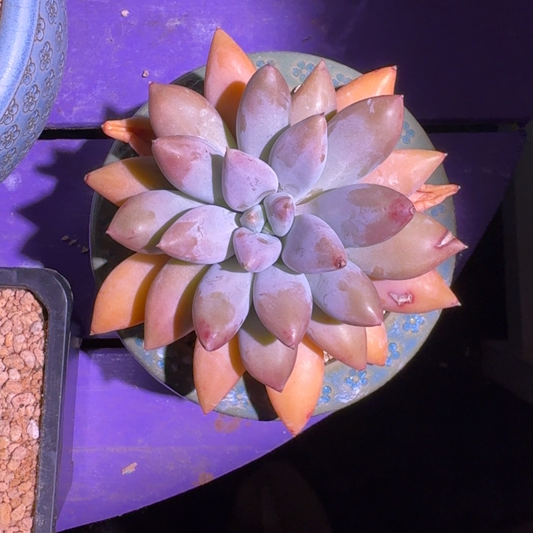 海豚体 哥特 单头 一物一拍