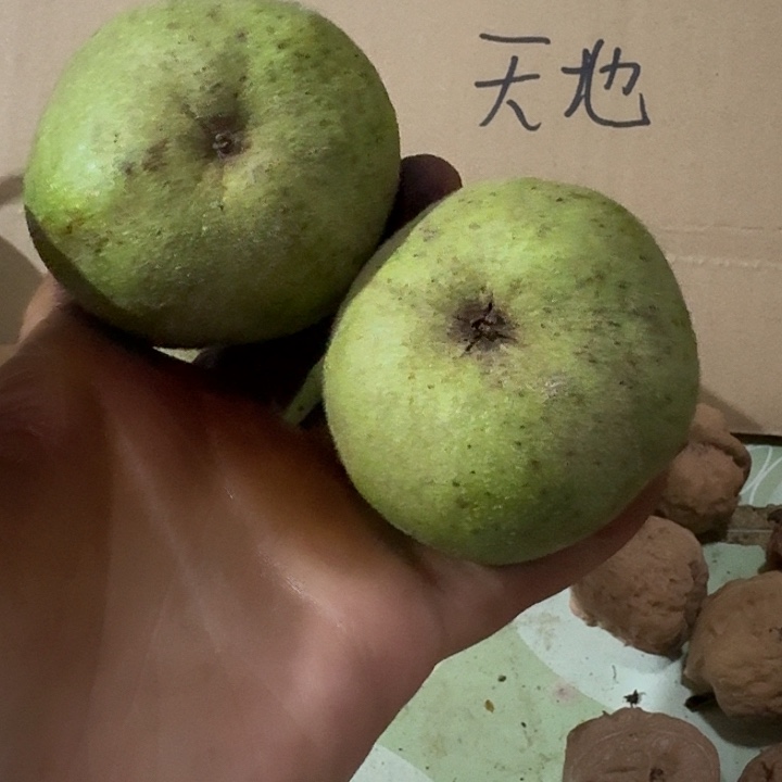 吊坠文玩核桃云*飘元宝青皮