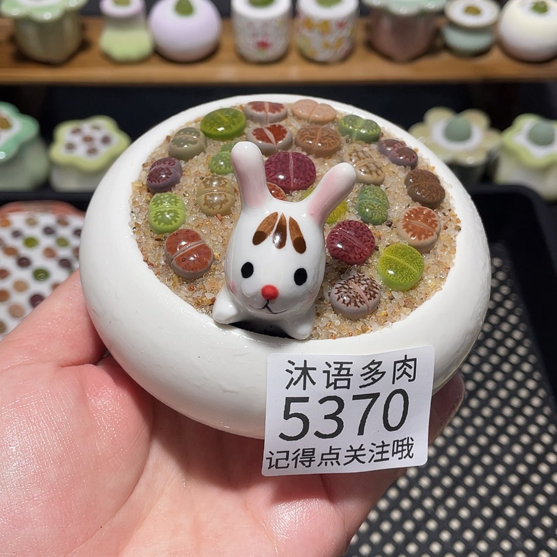 带盆土植物 一物一拍5370