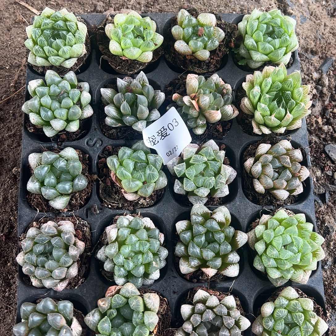 直播福利一物一拍瑕疵03