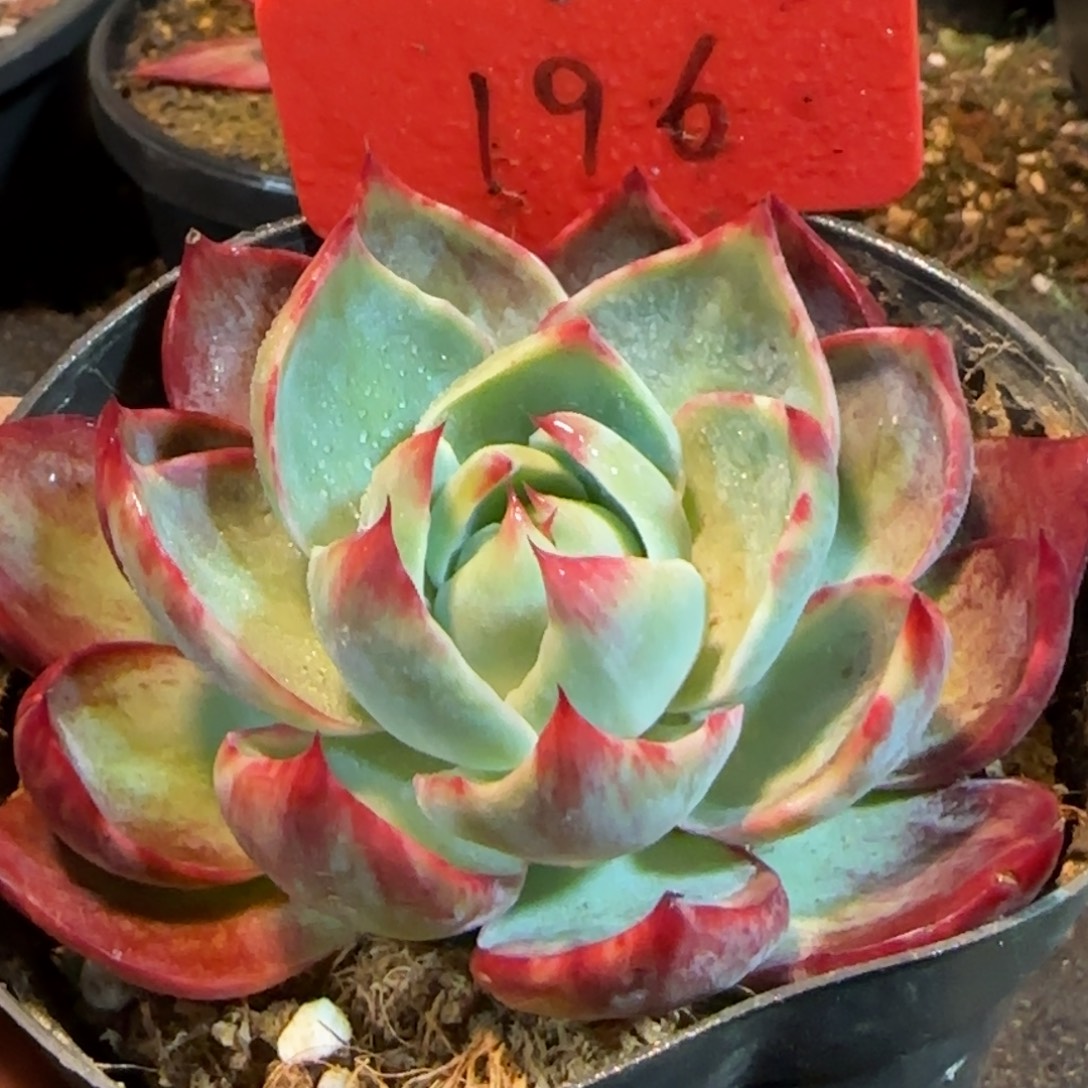 惊鸿一物一拍包装收缩花旱196