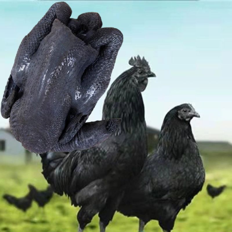 正宗五黑绿壳蛋鸡鲜嫩鲜活包邮到家