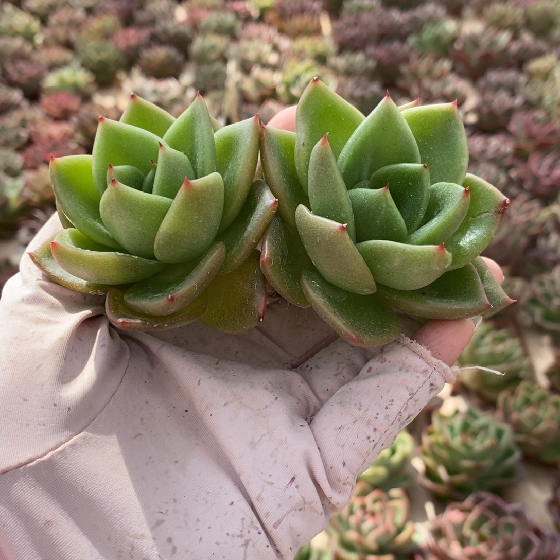 无花朵192 号东云系多肉植物