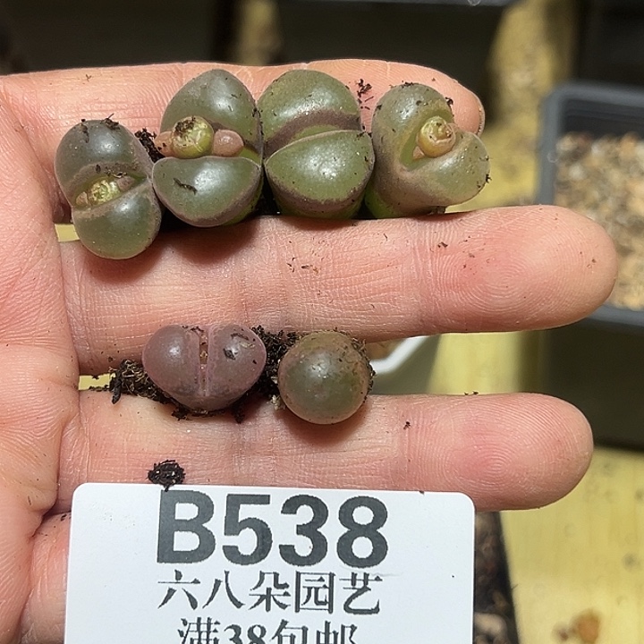 ღ****538号风铃6个多肉植物