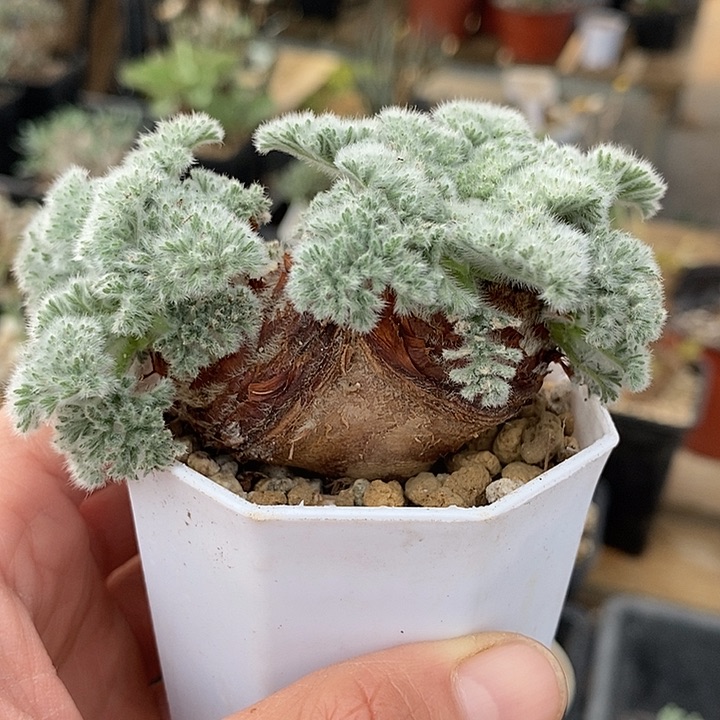 278羽叶6公分以上一一一一带盆