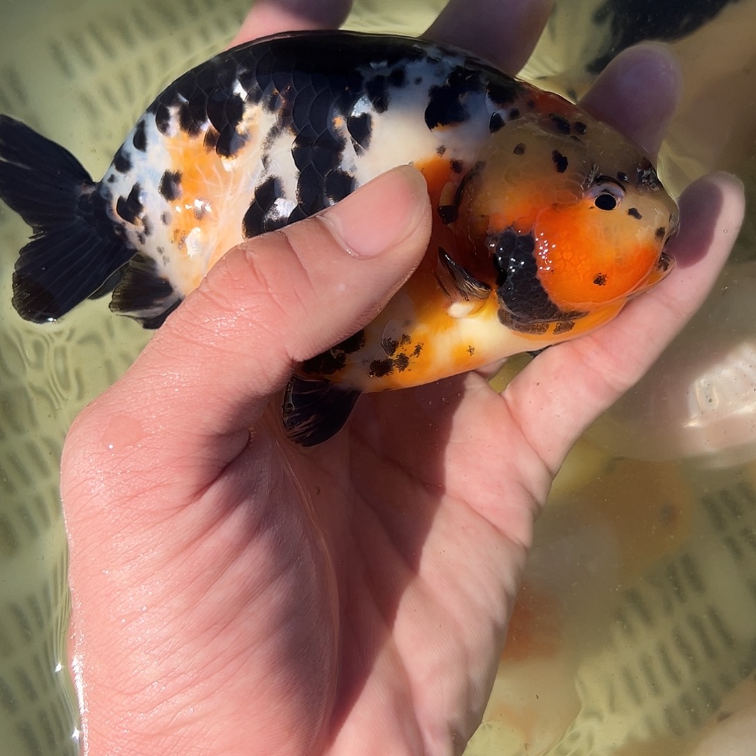 金鱼永泰县兰寿乡木木