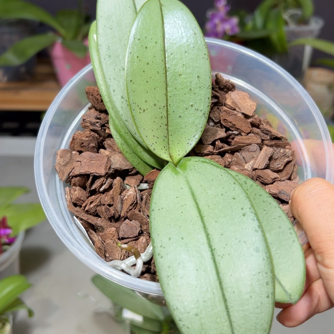 众***廊大部分开放少量花苞