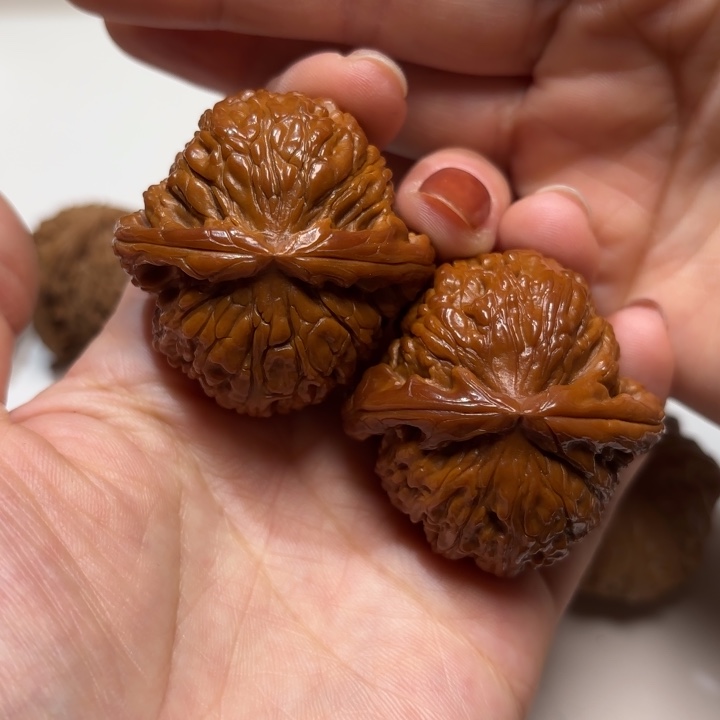 核桃42尺白狮子球