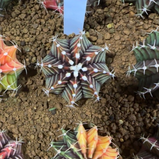 259-0122泰国发货虎斑多肉