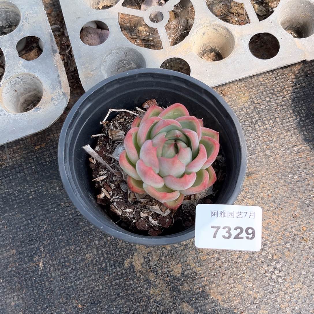 阿雅园艺。     7329