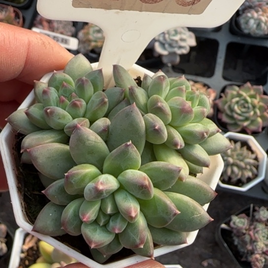 183甲骨文多肉植物多