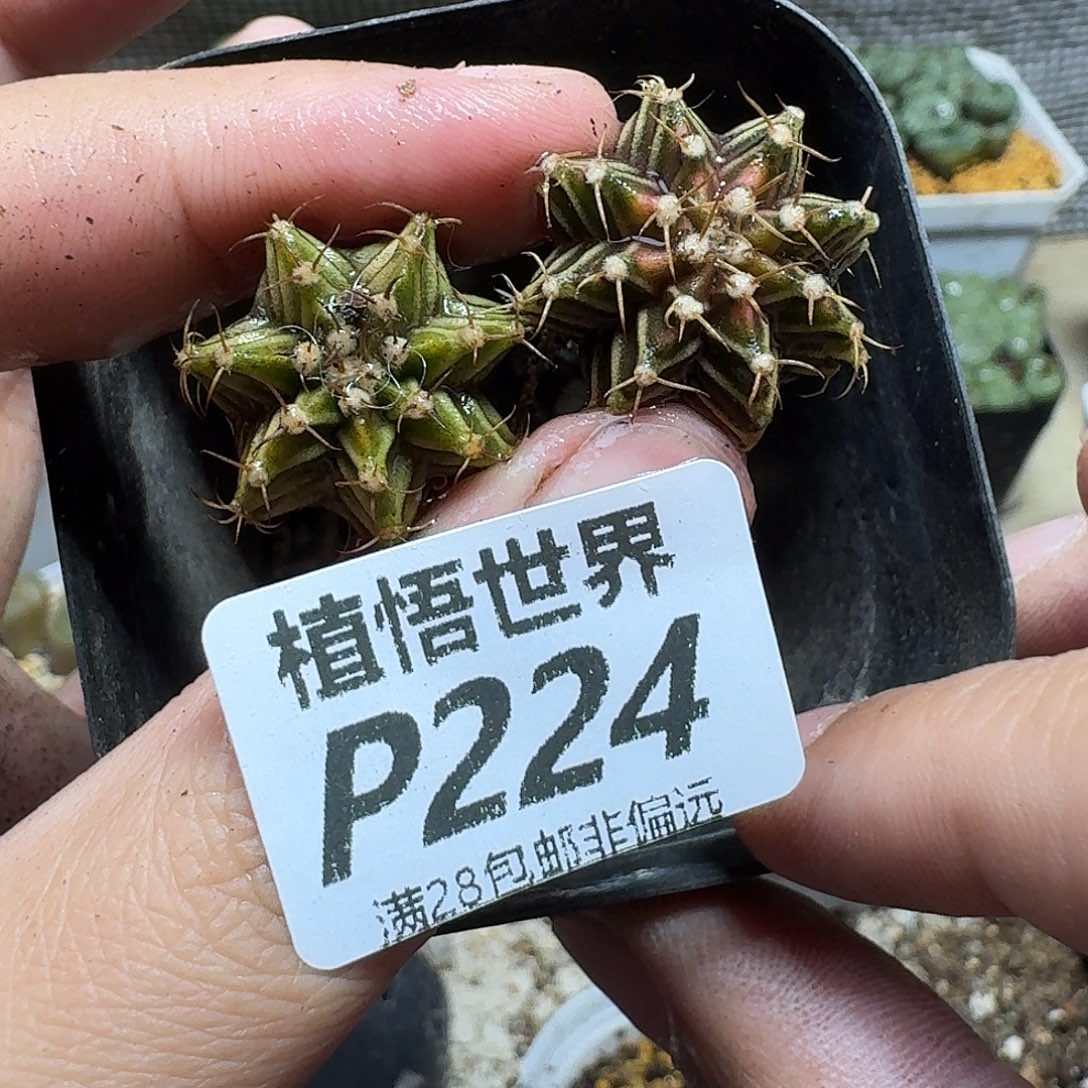 多肉植物的人生ghnj