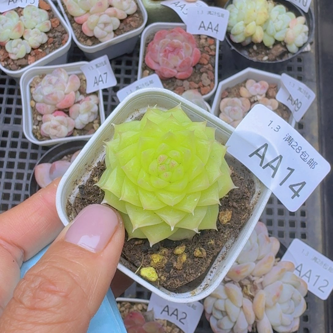 绿体麦秆一颗单头带盆