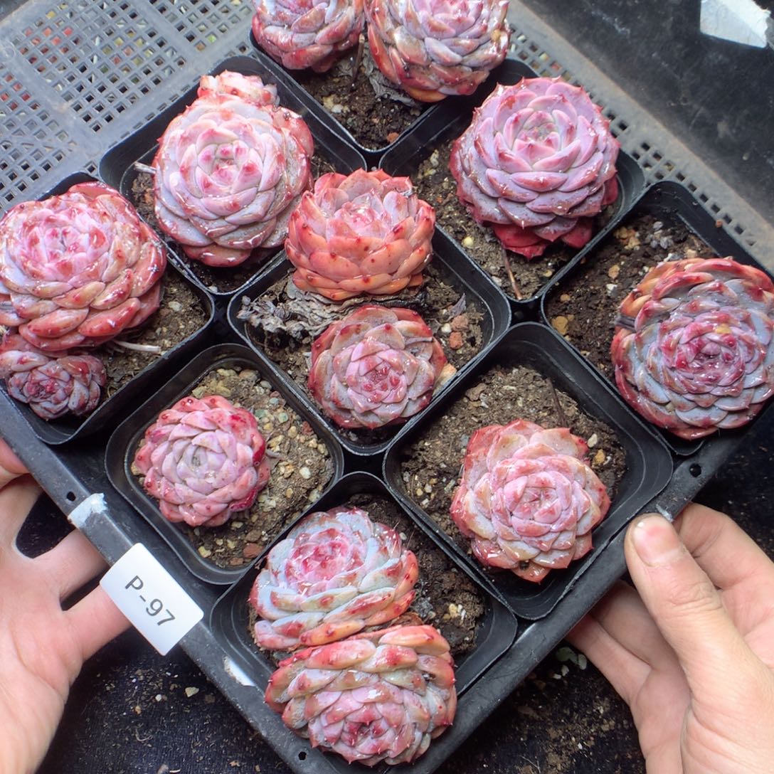 无花朵P97yyyyyyyyyy