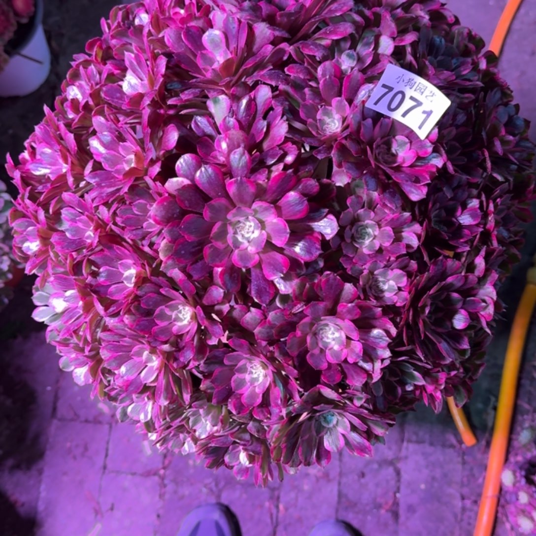 潜***高霁月多肉植物7071