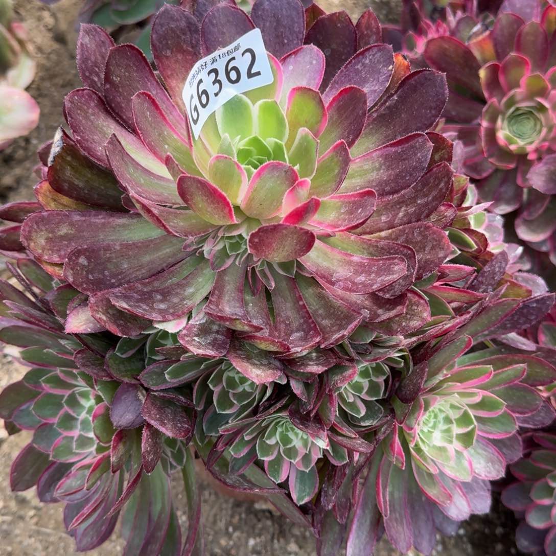 岛*6362孔雀翎寄养到秋