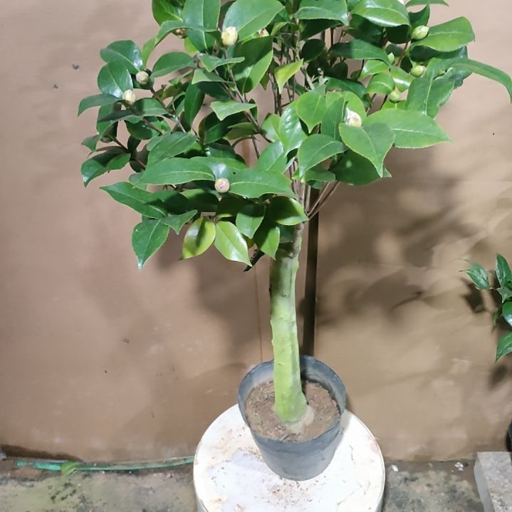 846依恋贝蒂，喜悦，原盆原土发货，不包邮