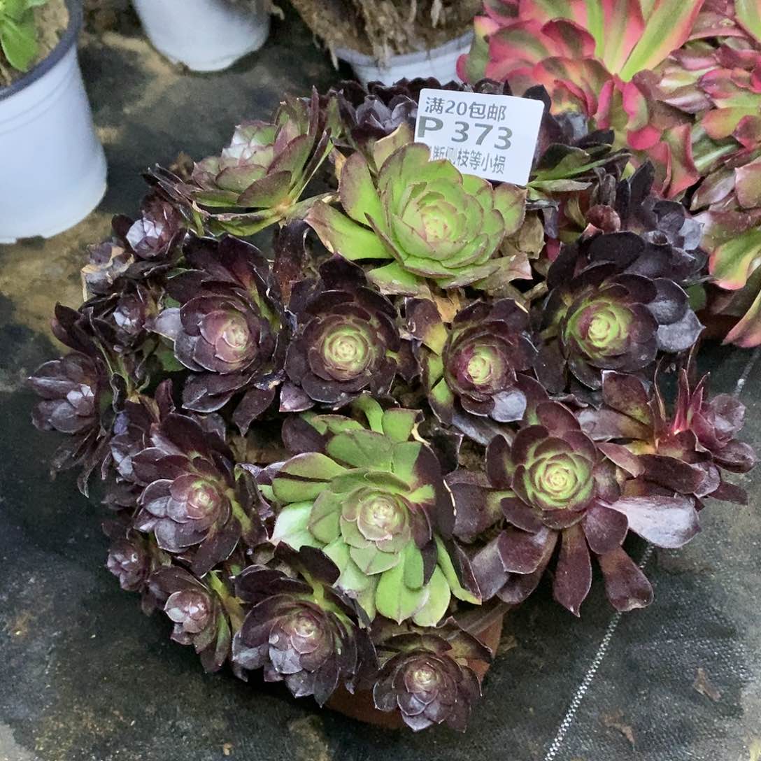 373赤焰莲多肉法师锦阴阳